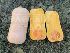 Насіння гарбуза Баррель F1 / Barrel F1, 95 днів купити оптом і в роздріб в Україні за вигідною ціною