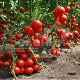 Семена томатов Карла / Carla,70-80 дней купить оптом и в розницу в Украине по выгодной цене