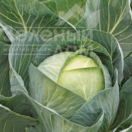 Насіння капусти білокачанної Сторідор F1 / Storidor F1,130-135 днів  купити оптом і в роздріб в Україні за вигідною ціною