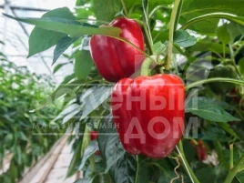 Семена сладкого перца Маргарита F1 / Margarita F1,70 дней купить оптом и в розницу в Украине по выгодной цене