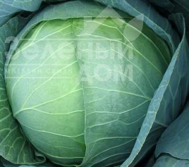 Семена капусты белокочанной Бирюза / Biryuza купить оптом и в розницу в Украине по выгодной цене