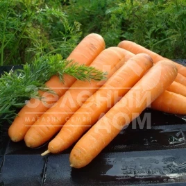 Семена моркови Маэстро F1 / Maestro F1,120-130 дней купить оптом и в розницу в Украине по выгодной цене