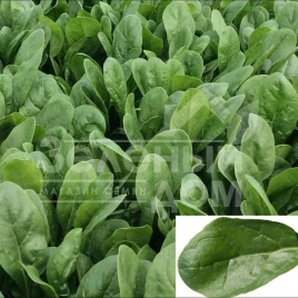 Семена шпината Апаче F1 / Apache F1 купить оптом и в розницу в Украине по выгодной цене