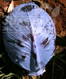 Насіння капусти червоноголової Ред Харізма F1 / Red Charisma F1,80-90 днів купити оптом і в роздріб в Україні за вигідною ціною