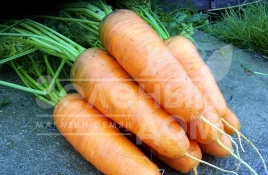 Семена моркови Катрин / Katrin,125-130 дней купить оптом и в розницу в Украине по выгодной цене