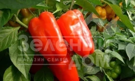 Семена сладкого перца Нова / Nova,60-70 дней купить оптом и в розницу в Украине по выгодной цене