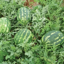 Семена арбуза Денвер F1 / Denver F1 купить оптом и в розницу в Украине по выгодной цене