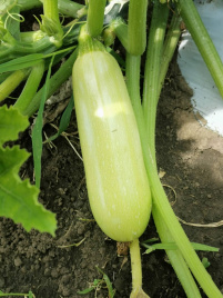 Насіння кабачків Рішар (INX 1423) F1 / Rishar (INX 1423) F1,35-37 днів купити оптом і в роздріб в Україні за вигідною ціною