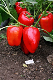 Насіння солодкого перцю Вікторія / Viktoria купити оптом і в роздріб в Україні за вигідною ціною