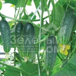 Семена огурцов Афина F1 / Afina F1,38-40 дней купить оптом и в розницу в Украине по выгодной цене