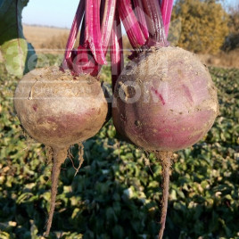 Насіння буряка Детройт / Detroyt,110 днів купити оптом і в роздріб в Україні за вигідною ціною