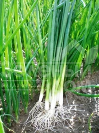 Лук на перо Грин Баннер F1 / Green Banner F1,40 дней купить оптом и в розницу в Украине по выгодной цене