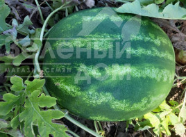 Насіння кавуна Ланкастер F1 / Lancaster F1, 63-67 днів купити оптом і в роздріб в Україні за вигідною ціною