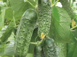 Насіння огірків Кароліна F1 / Karolina F1,45 днів купити оптом і в роздріб в Україні за вигідною ціною