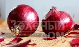 Лук репчатый Кармен / Karmen,120 дней купить оптом и в розницу в Украине по выгодной цене