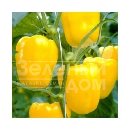 Семена сладкого перца Герардо F1 / Gerardo F1,60-62 дня купить оптом и в розницу в Украине по выгодной цене