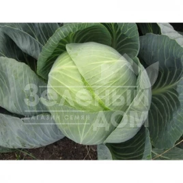 Семена капусты белокочанной Структон F1 / Strukton F1,130-140 дней купить оптом и в розницу в Украине по выгодной цене