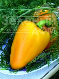 Семена сладкого перца Богатырь / Bogatyr купить оптом и в розницу в Украине по выгодной цене