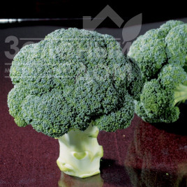 Насіння капусти броколі Чуббі F1 / Chubby F1,75-80 днів купити оптом і в роздріб в Україні за вигідною ціною