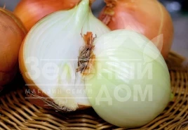 Лук репчатый Рино F1 / Rino F1,115-120 дней купить оптом и в розницу в Украине по выгодной цене