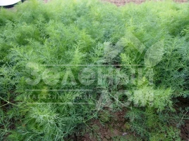 Семена укропа Монарх / Monarkh купить оптом и в розницу в Украине по выгодной цене