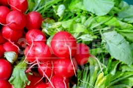 Семена редиса Примара F1 / Primara F1,20-25 дней купить оптом и в розницу в Украине по выгодной цене