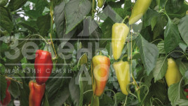 Насіння солодкого перцю Дон F1 / Don F1,60-65 днів купити оптом і в роздріб в Україні за вигідною ціною