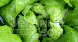 Семена салата Цезарос / Cezaros купить оптом и в розницу в Украине по выгодной цене