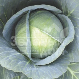 Семена капусты белокочанной Галакси F1 / Galaxy F1,145 дней купить оптом и в розницу в Украине по выгодной цене