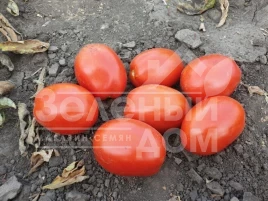 Семена томатов 2053 F1 / 2053 F1, 115 дней купить оптом и в розницу в Украине по выгодной цене