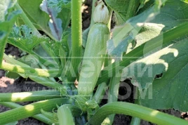 Семена кабачков Дафна F1 / Dafna F1,40-45 дней купить оптом и в розницу в Украине по выгодной цене