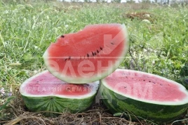 Семена арбуза Колумбия F1 / Сolumbia F1,70-75 дней купить оптом и в розницу в Украине по выгодной цене