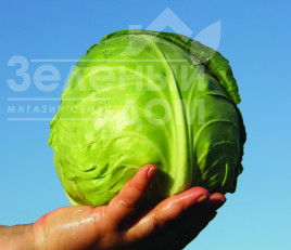 Насіння капусти білокачанної Ірма F1 / Irma F1, 50-55 днів купити оптом і в роздріб в Україні за вигідною ціною