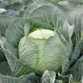 Насіння капусти білокачанної Флексіма F1 / Flexima F1,120-135 днів купити оптом і в роздріб в Україні за вигідною ціною