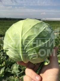 Семена капусты белокочанной Пушма F1 / Pushma F1,48-52 дня купить оптом и в розницу в Украине по выгодной цене