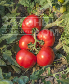 Насіння томатів Джокер F1 / Joker F1,116-130 днів купити оптом і в роздріб в Україні за вигідною ціною