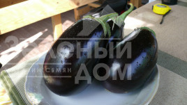 Насіння баклажанів Чемодан F1 / Chemodan F1,90-105 днів купити оптом і в роздріб в Україні за вигідною ціною