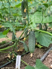 Семена огурцов Америго F1 / Amerigo F1, 48-50 дней купить оптом и в розницу в Украине по выгодной цене