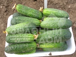 Семена огурцов Аякс F1 / Ajax F1,42-44 дня купить оптом и в розницу в Украине по выгодной цене