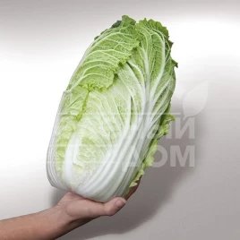 Семена капусты пекинской Ямори (КС 340)  F1 / Yamori F1 (KS 340) F1,60 дней купить оптом и в розницу в Украине по выгодной цене