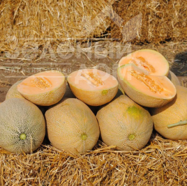 Насіння дині Янів F1 (HA 64 07) / Yaniv F1 (HA 64 07),65-70 днів купити оптом і в роздріб в Україні за вигідною ціною