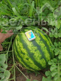 Насіння кавуна Ред Беррі F1 / Red Berry F1, 65-67 днів купити оптом і в роздріб в Україні за вигідною ціною