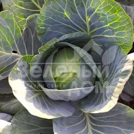 Семена капусты белокочанной Баланс F1 / Balans F1, 115-120 дней купить оптом и в розницу в Украине по выгодной цене