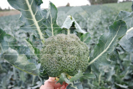 Насіння капусти броколі Корос F1 / Koros F1,55-65 днів купити оптом і в роздріб в Україні за вигідною ціною
