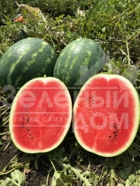 Семена арбуза Инсепшен F1 / Insepshen F1, 58-62 дня купить оптом и в розницу в Украине по выгодной цене