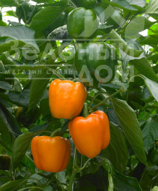 Насіння солодкого перцю Магно F1 / Mahno F1 купити оптом і в роздріб в Україні за вигідною ціною