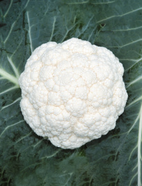 Насіння капусти цвітної Кабрал F1 / Kabral F1,75-80 днів купити оптом і в роздріб в Україні за вигідною ціною