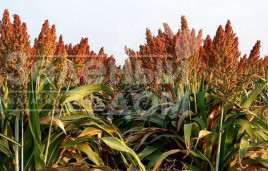 Сидерати Суданка / Sudanka купити оптом і в роздріб в Україні за вигідною ціною