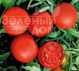 Насіння томатів ЮГ Б 169 F1 / UG B 169 F1,70-75 днів купити оптом і в роздріб в Україні за вигідною ціною