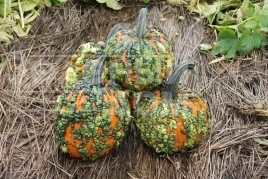 Семена тыквы Ворти Гоблин F1 / Vorti Goblin F1, 95-105 дней купить оптом и в розницу в Украине по выгодной цене